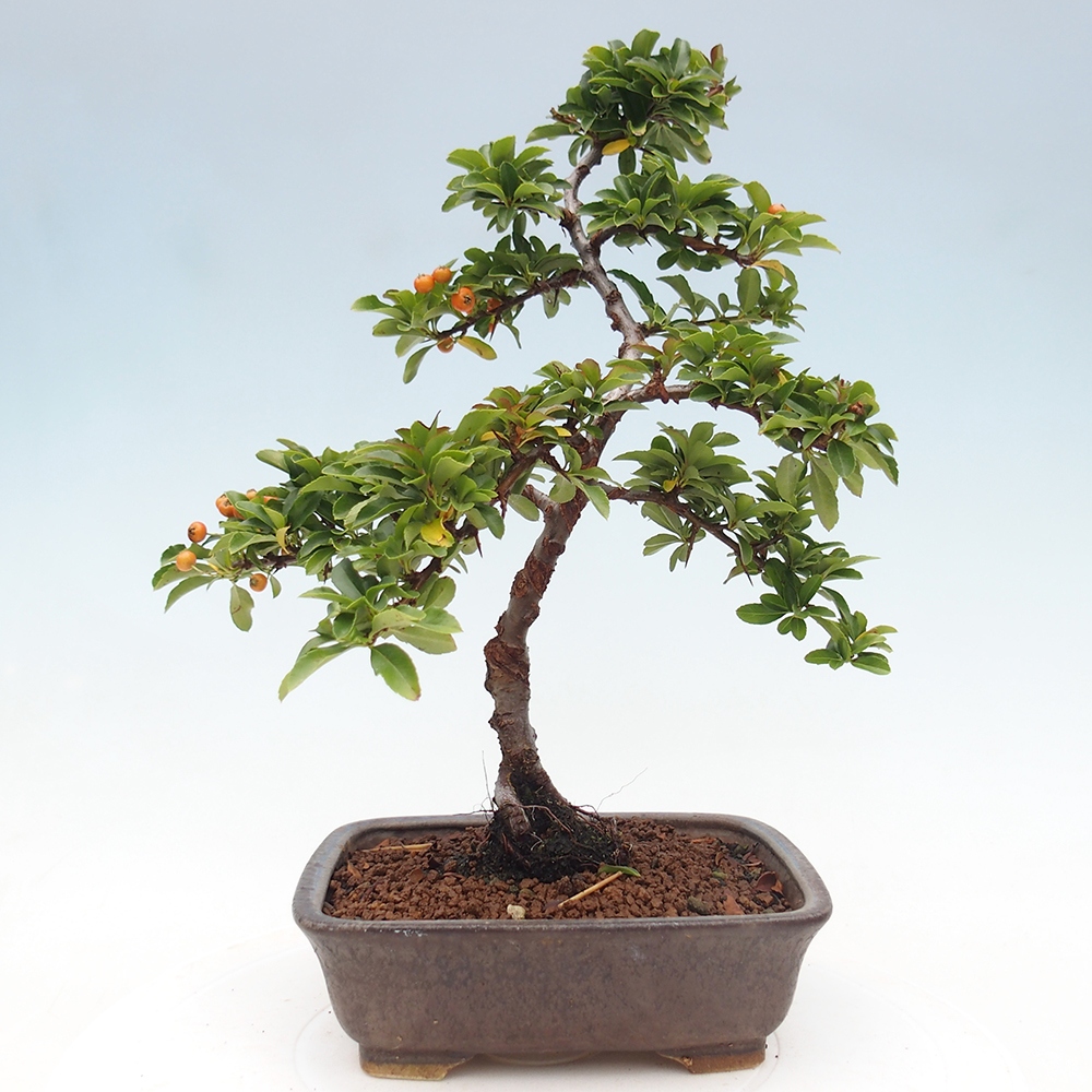 Venkovní bonsai-Pyracanta Teton -Hlohyně