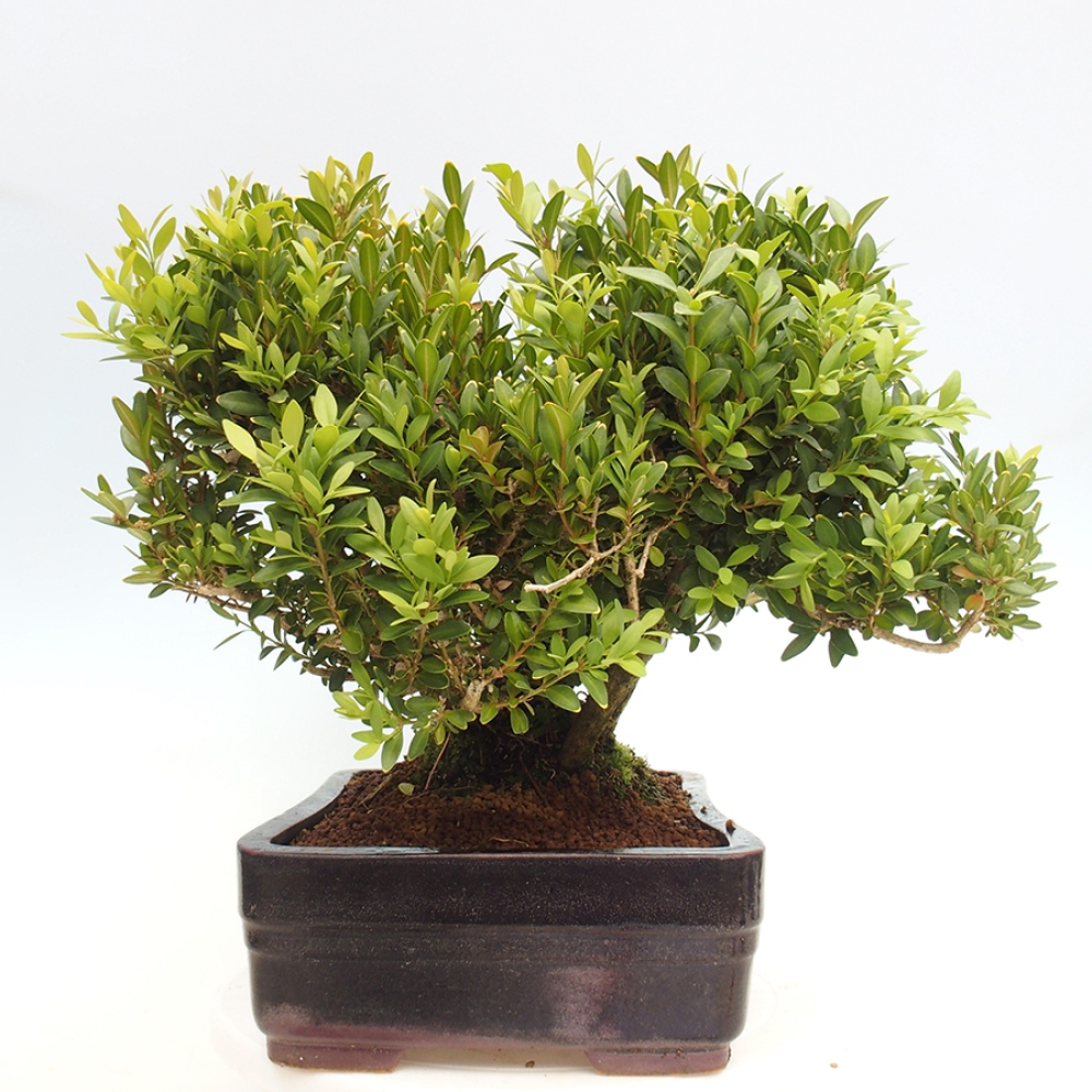 Venkovní bonsai - Buxus sempervirens - zimostráz
