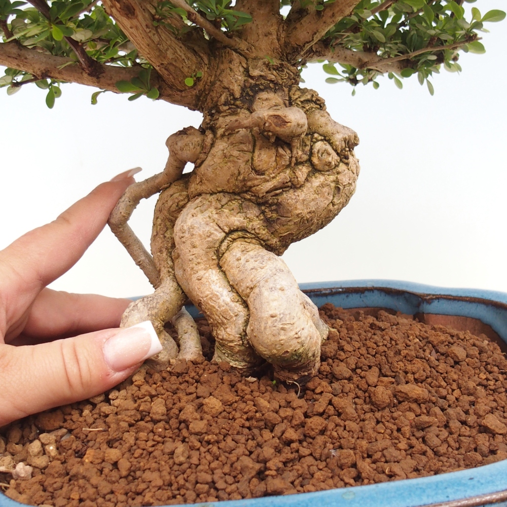 Venkovní bonsai - Berberis coreana - Dřištál korejský