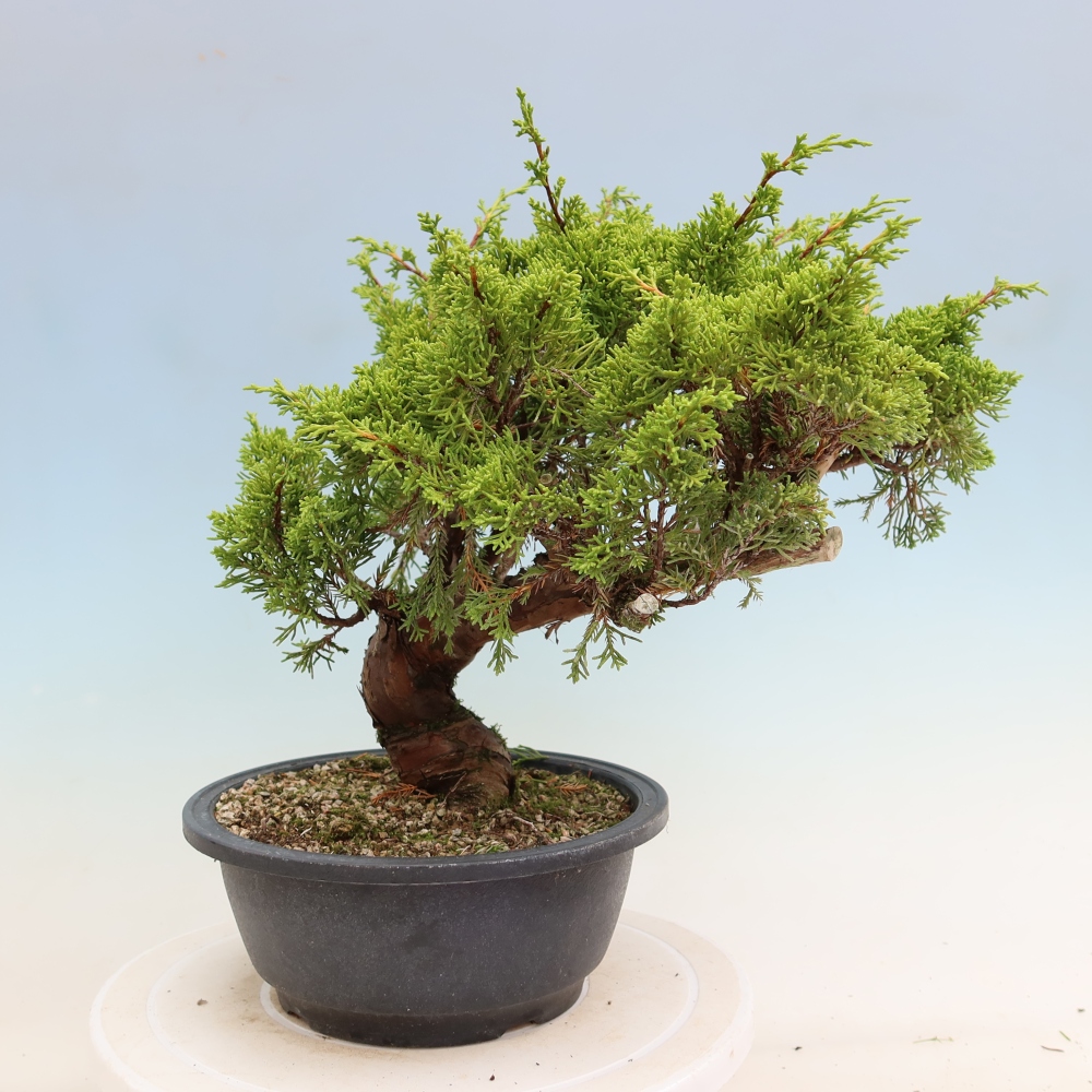 Venkovní bonsai - Juniperus chinensis Itoigawa-Jalovec čínský