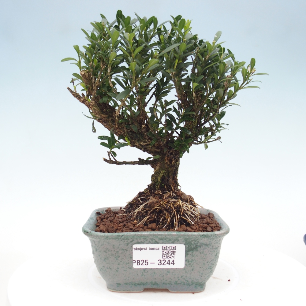 Pokojová bonsai - Buxus harlandii -korkový buxus