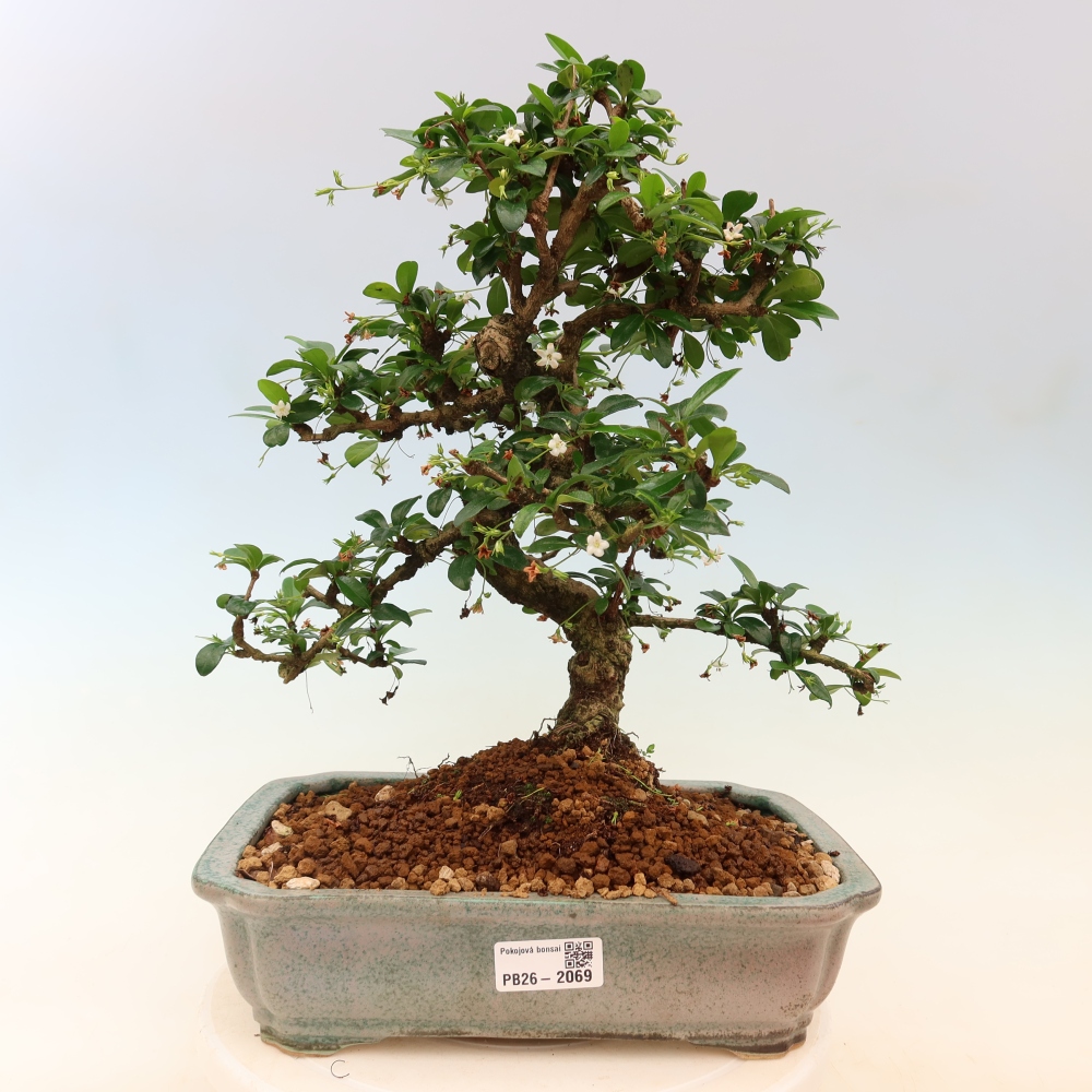 Pokojová bonsai - Carmona macrophylla - Čaj fuki