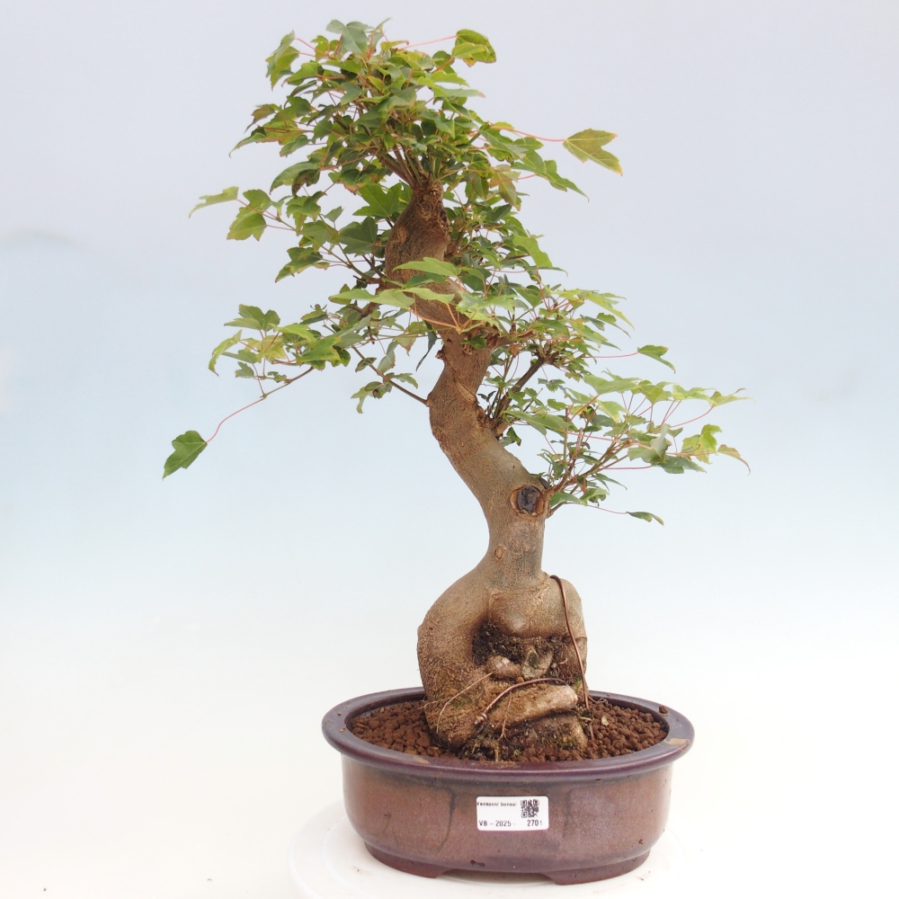Venkovní bonsai - Acer Buergerianum - Javor Burgerův