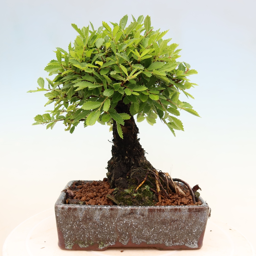 Venkovní bonsai - Zelkova - Zelkova NIRE