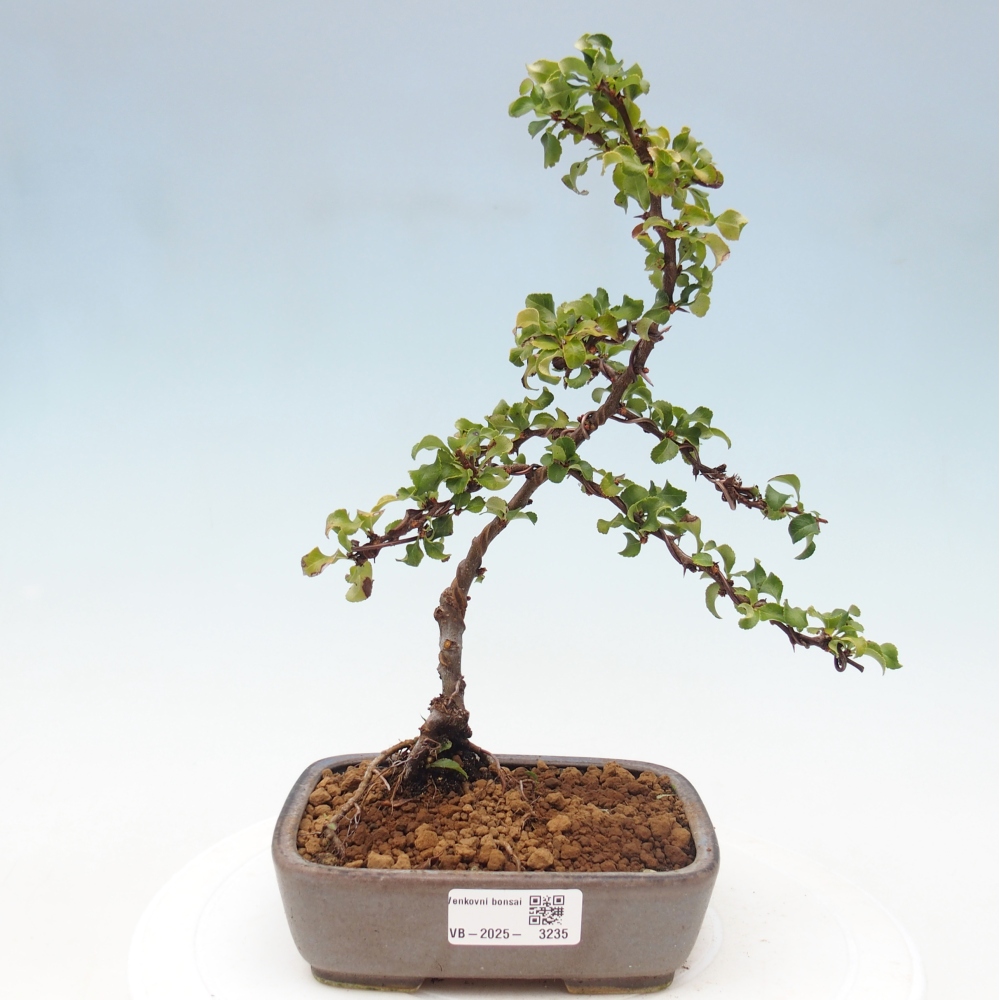Venkovní bonsai - Chaneomeles s. Red Joy - Kdoulovec 