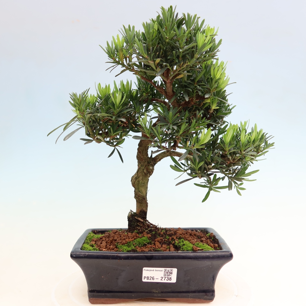 Pokojová bonsai - Podocarpus - Kamenný tis