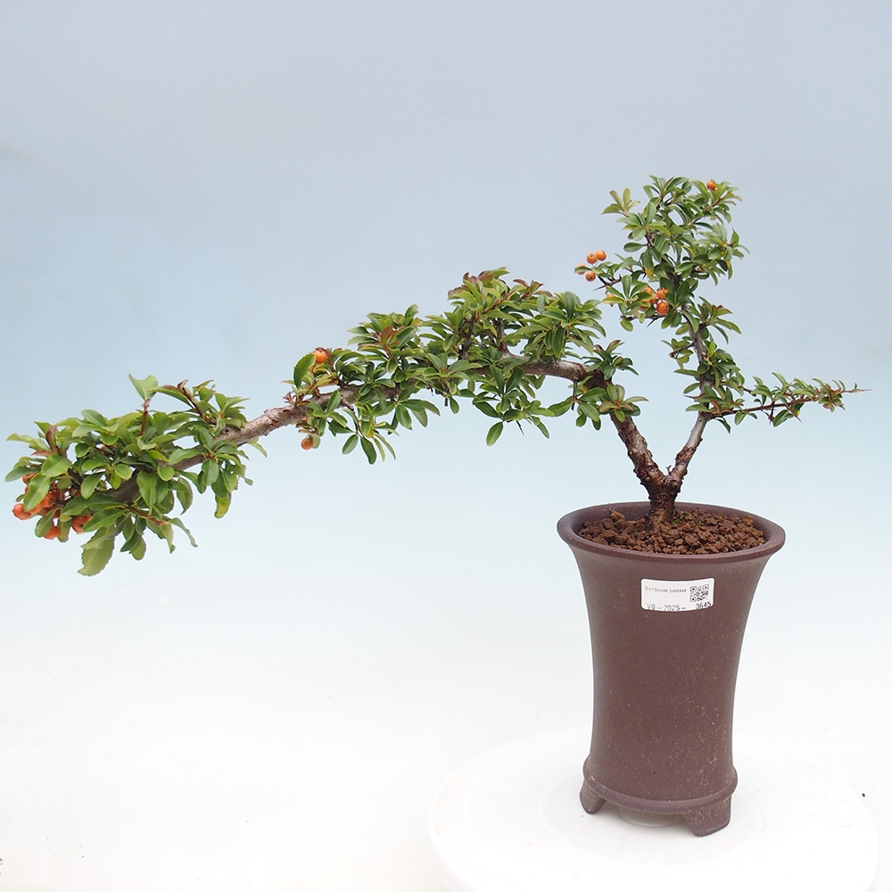 Venkovní bonsai-Pyracanta Teton -Hlohyně