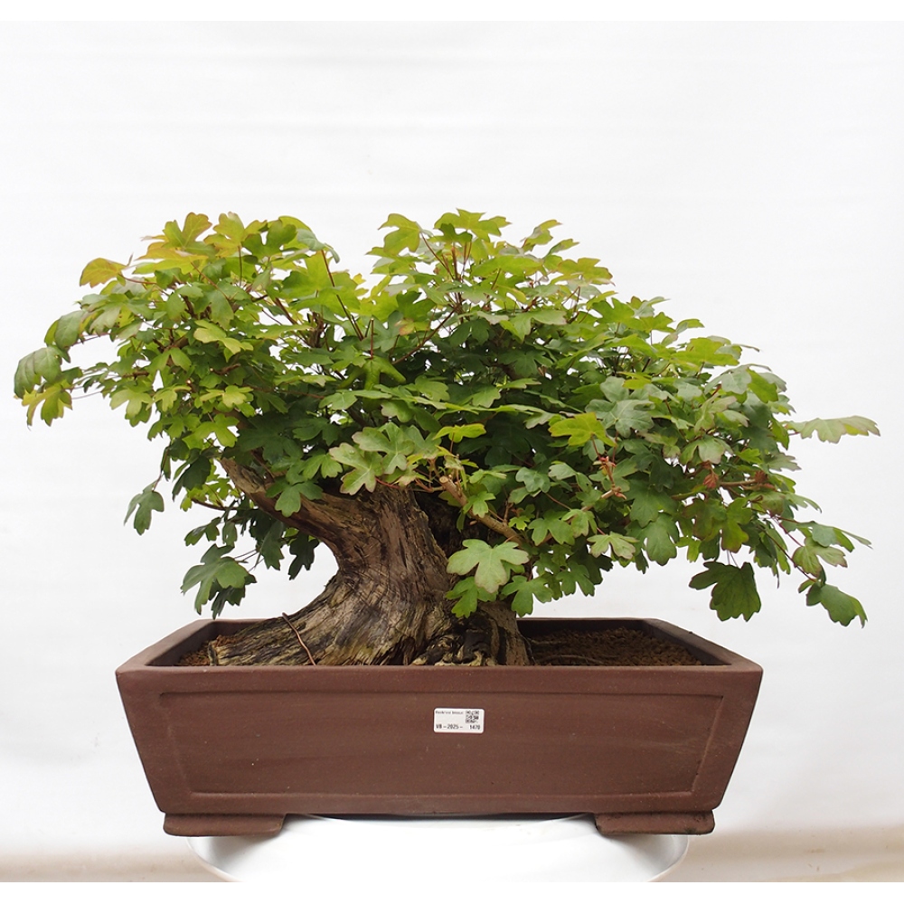 Venkovní bonsai -Javor babyka - Acer campestre