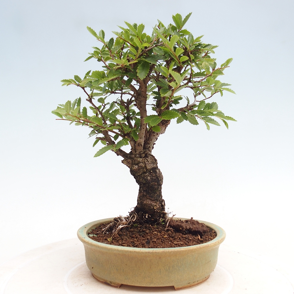Venkovní bonsai - Zelkova - Zelkova NIRE