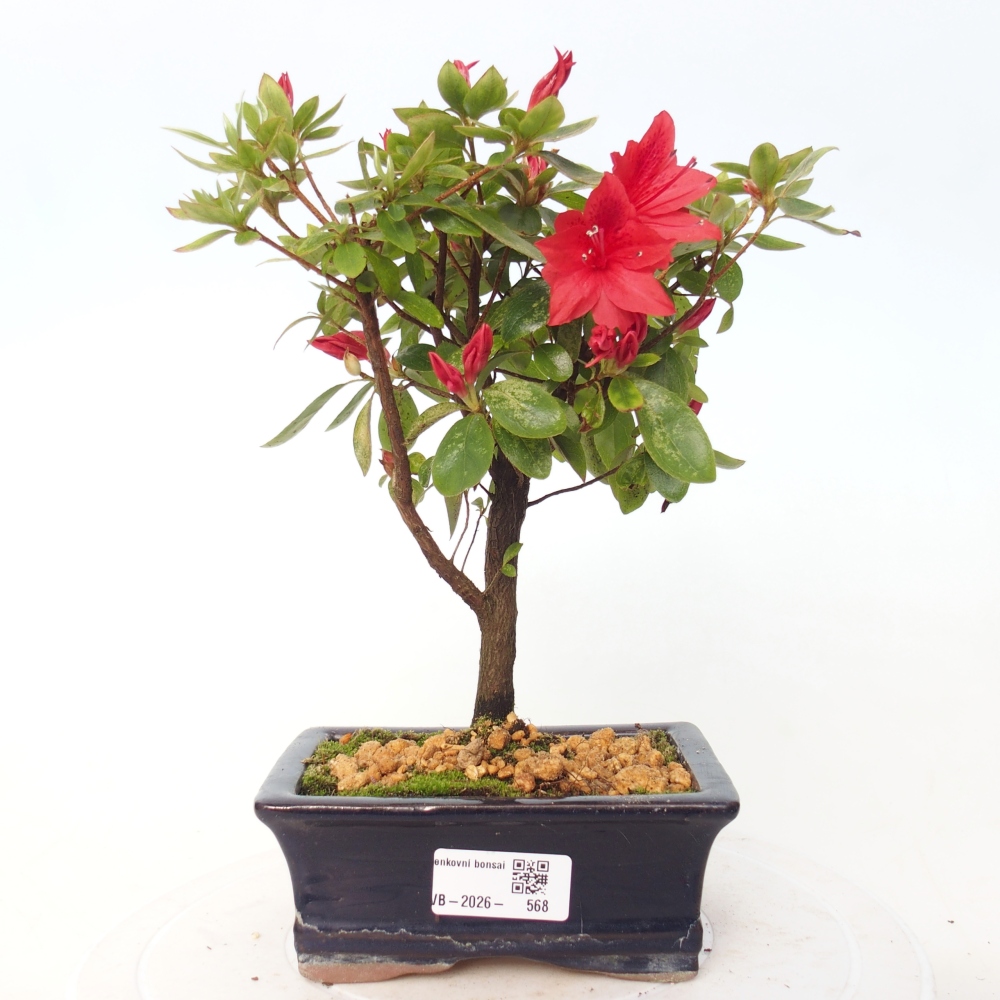 Venkovní bonsai - Japonská azalka - Azalea sp.