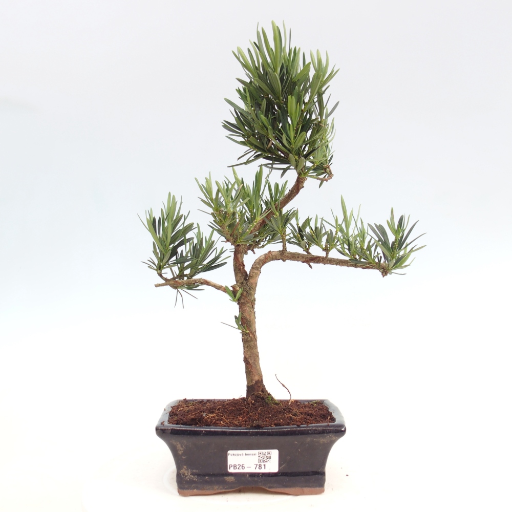 Pokojová bonsai - Podocarpus - Kamenný tis