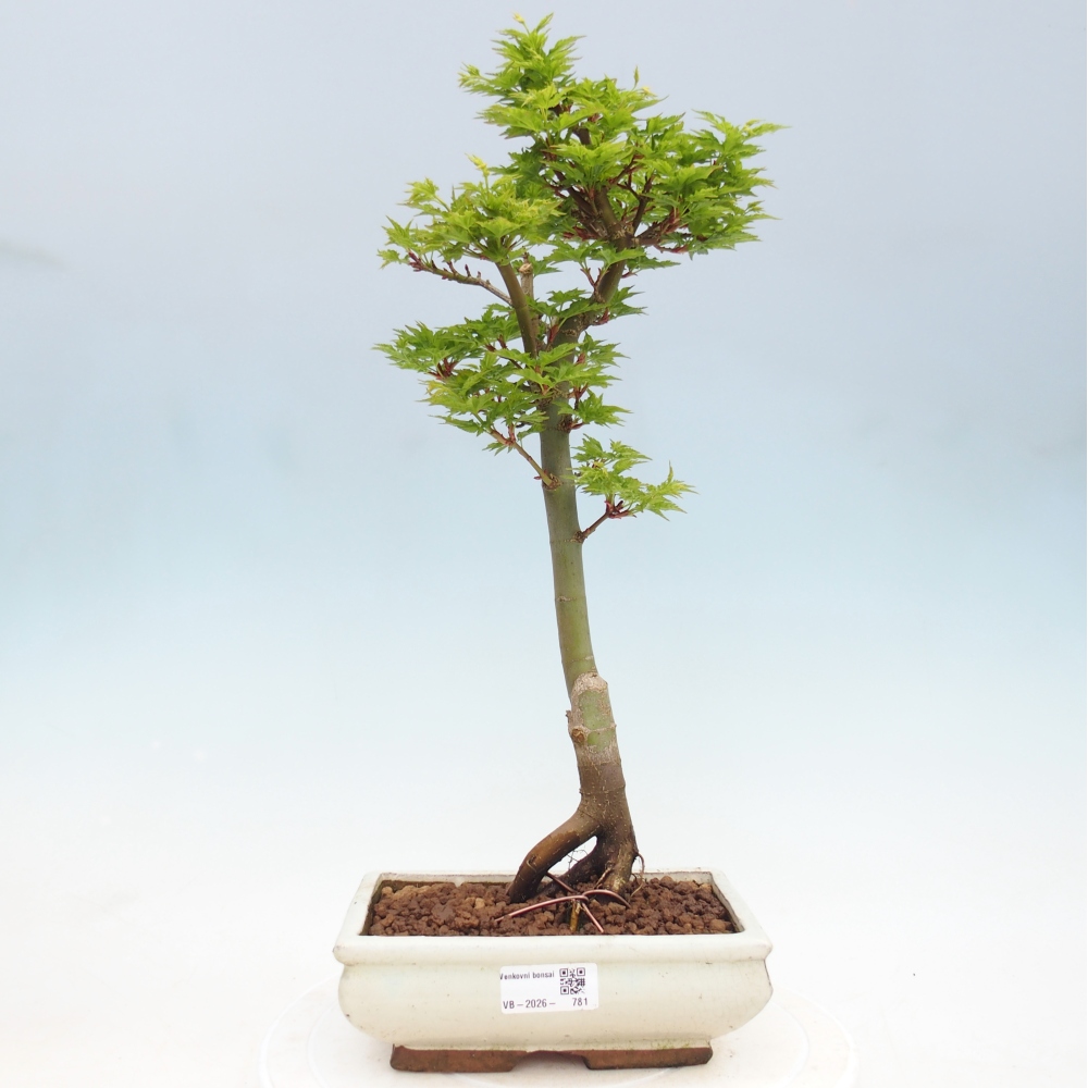 Venkovní bonsai -Javor dlanitolistý Acer palmatum Shishigashira