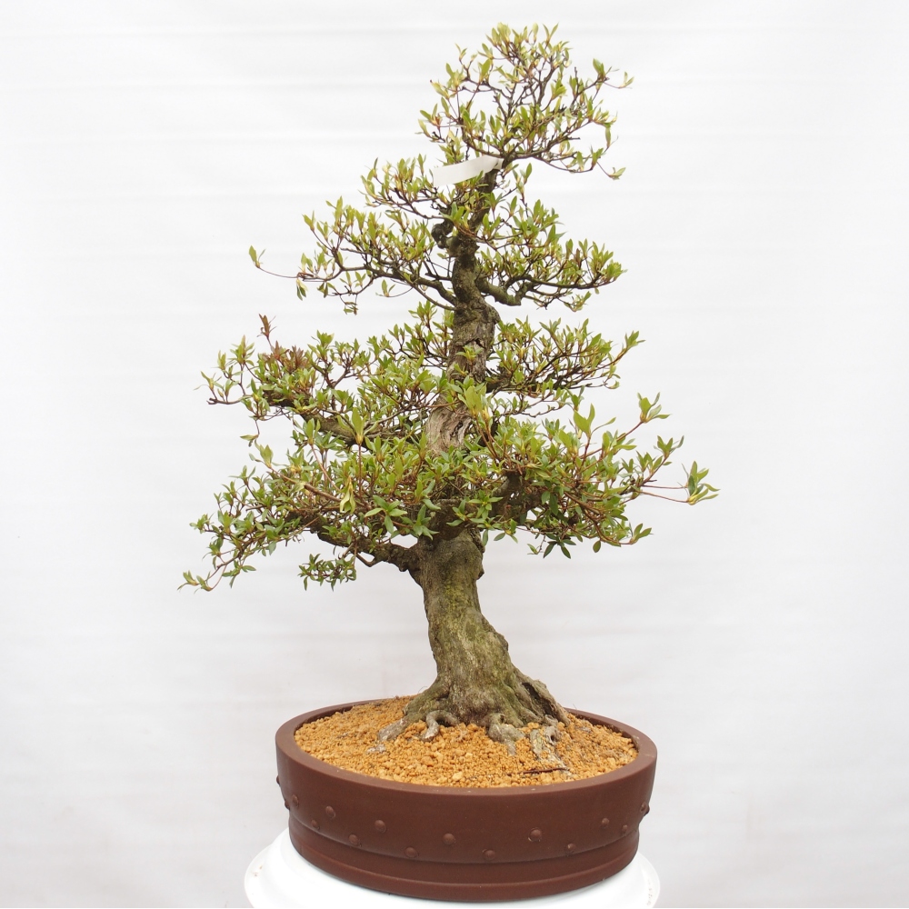 Venkovní bonsai - Japonská azalka - Azalea Kotobukietsu