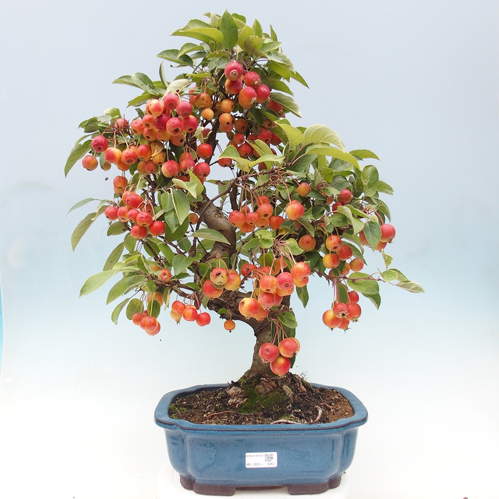 Venkovní bonsai -Malus halliana - Maloplodá jabloň