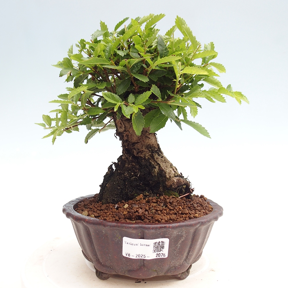 Venkovní bonsai - Zelkova - Zelkova NIRE