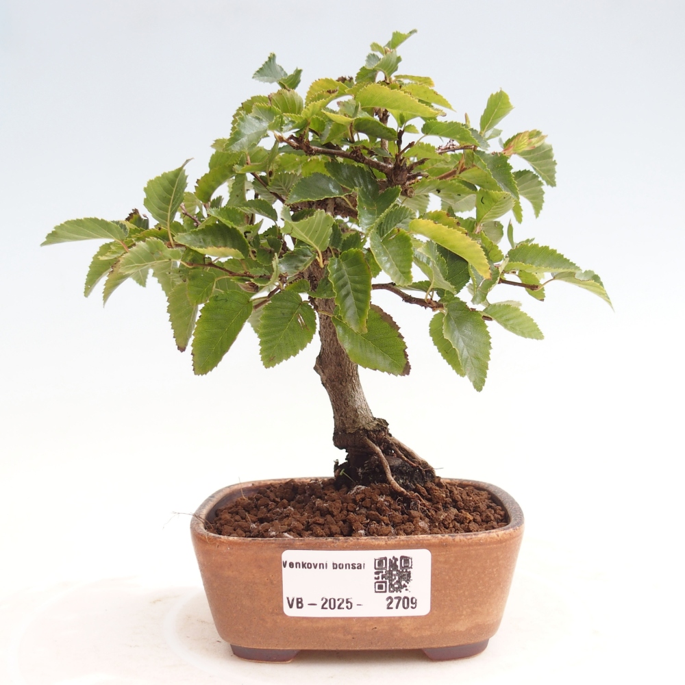 Venkovní bonsai -Carpinus CARPINOIDES - Habr korejský