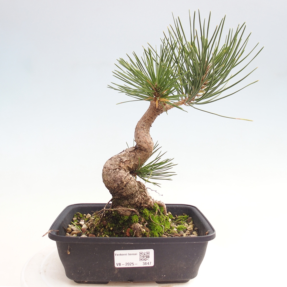Venkovní bonsai - Pinus thunbergii - Borovice thunbergova