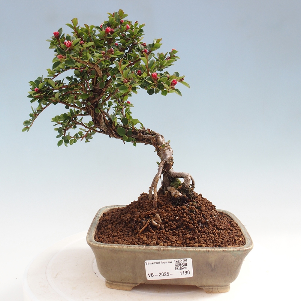 Venkovní bonsai - Cotoneaster horizontalis - Skalník