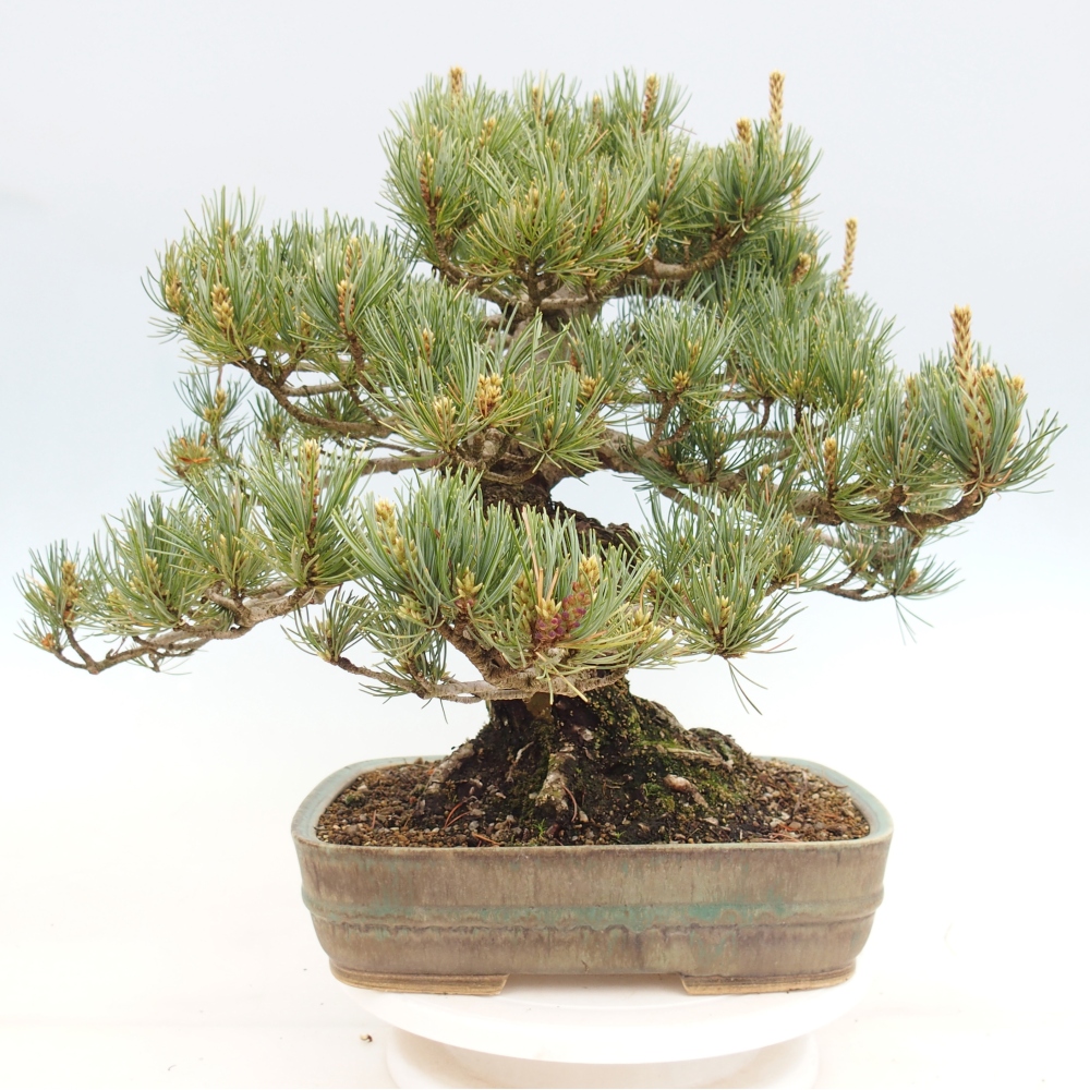 Venkovní bonsai - Pinus parviflora - Borovice drobnokvětá
