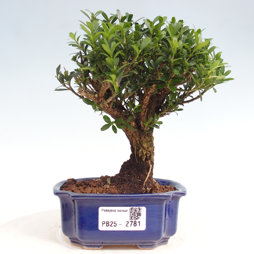 Pokojová bonsai - Buxus harlandii -korkový buxus