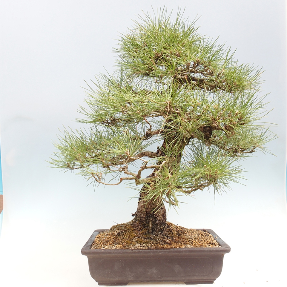 Venkovní bonsai - Pinus thunbergii - Borovice thunbergova