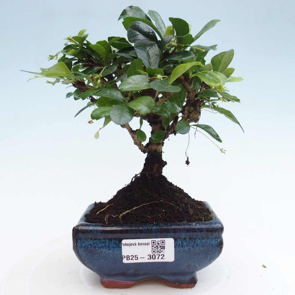 Pokojová bonsai - Carmona macrophylla - Čaj fuki