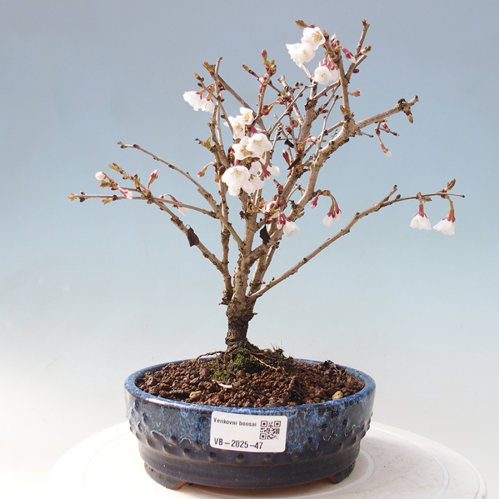 Venkovní bonsai - Prunus incisa Kojou-no mai-Slivoň vyříznutá