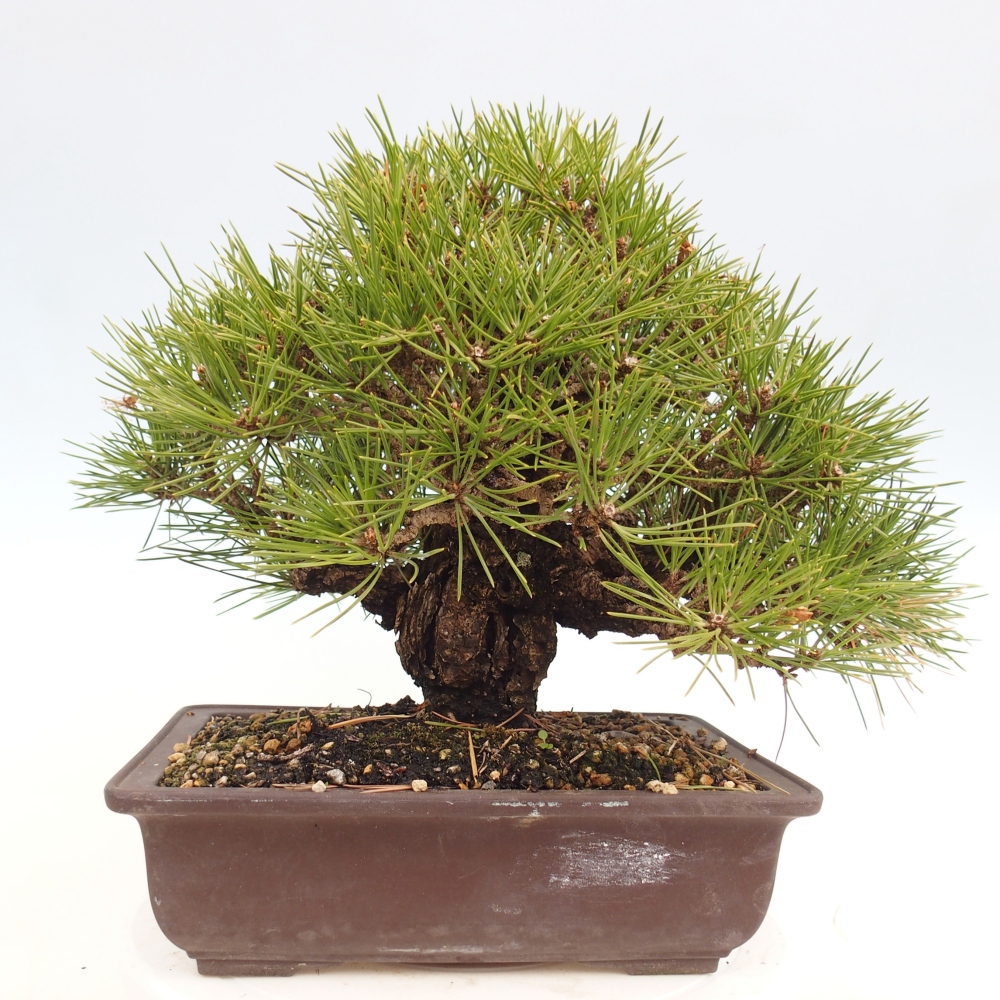 Venkovní bonsai - Pinus thunbergii - Borovice thunbergova