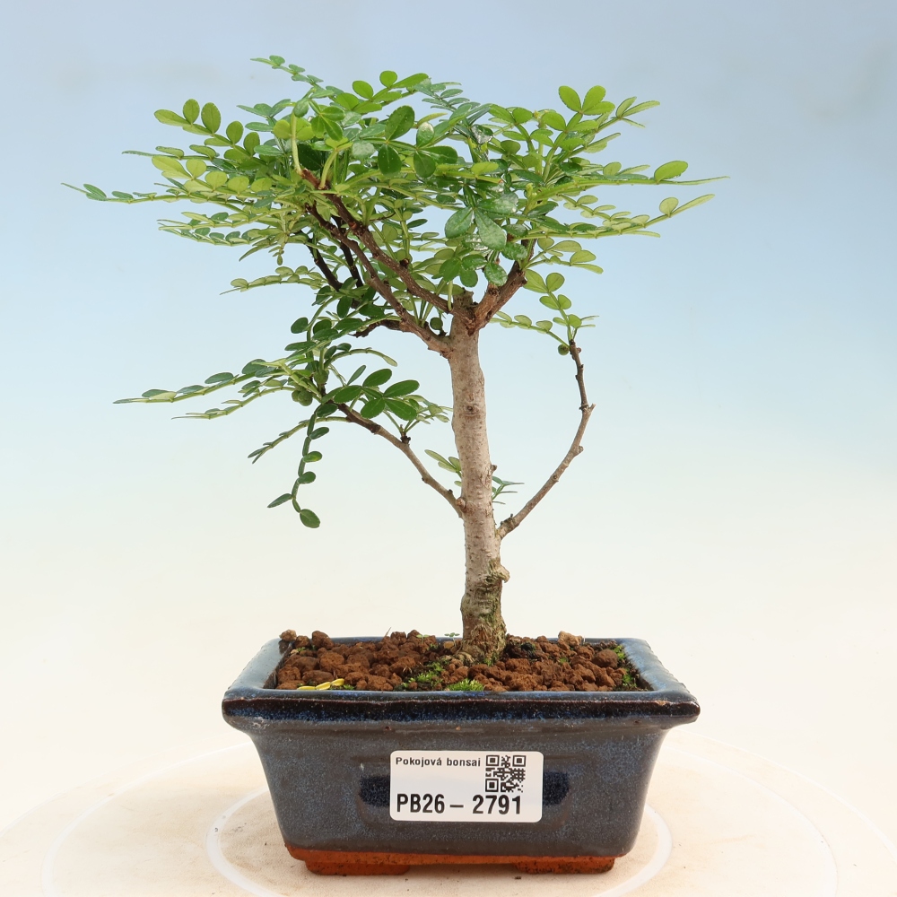 Pokojová bonsai - Zantoxylum piperitum - pepřovník