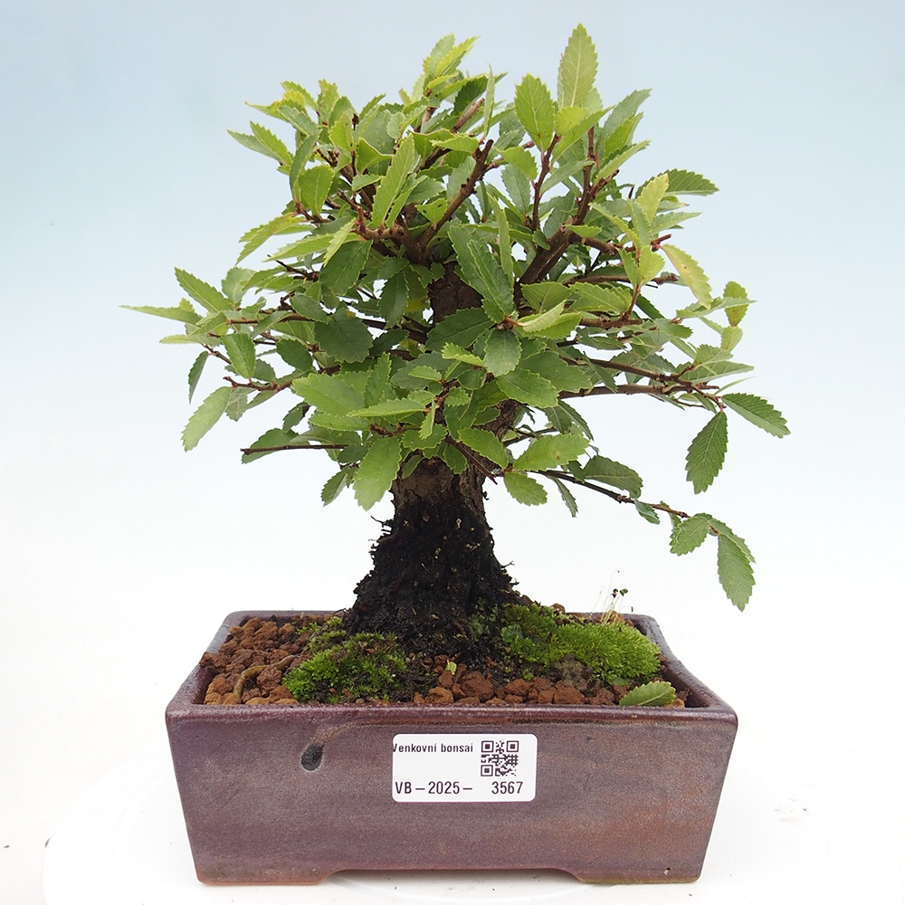 Venkovní bonsai - Zelkova - Zelkova NIRE