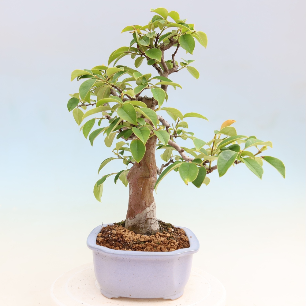 Venkovní  bonsai -  Pseudocydonia sinensis - Kdouloň čínská