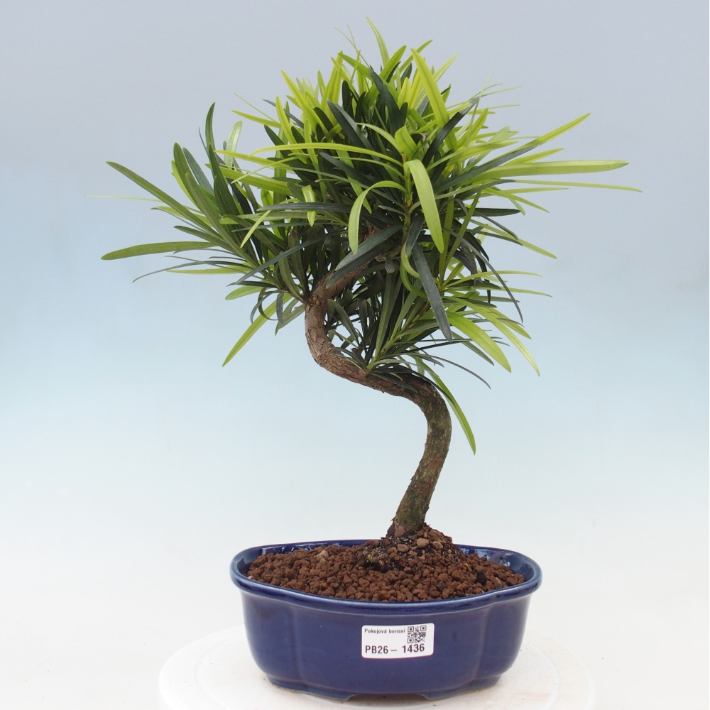 Pokojová bonsai - Podocarpus - Kamenný tis