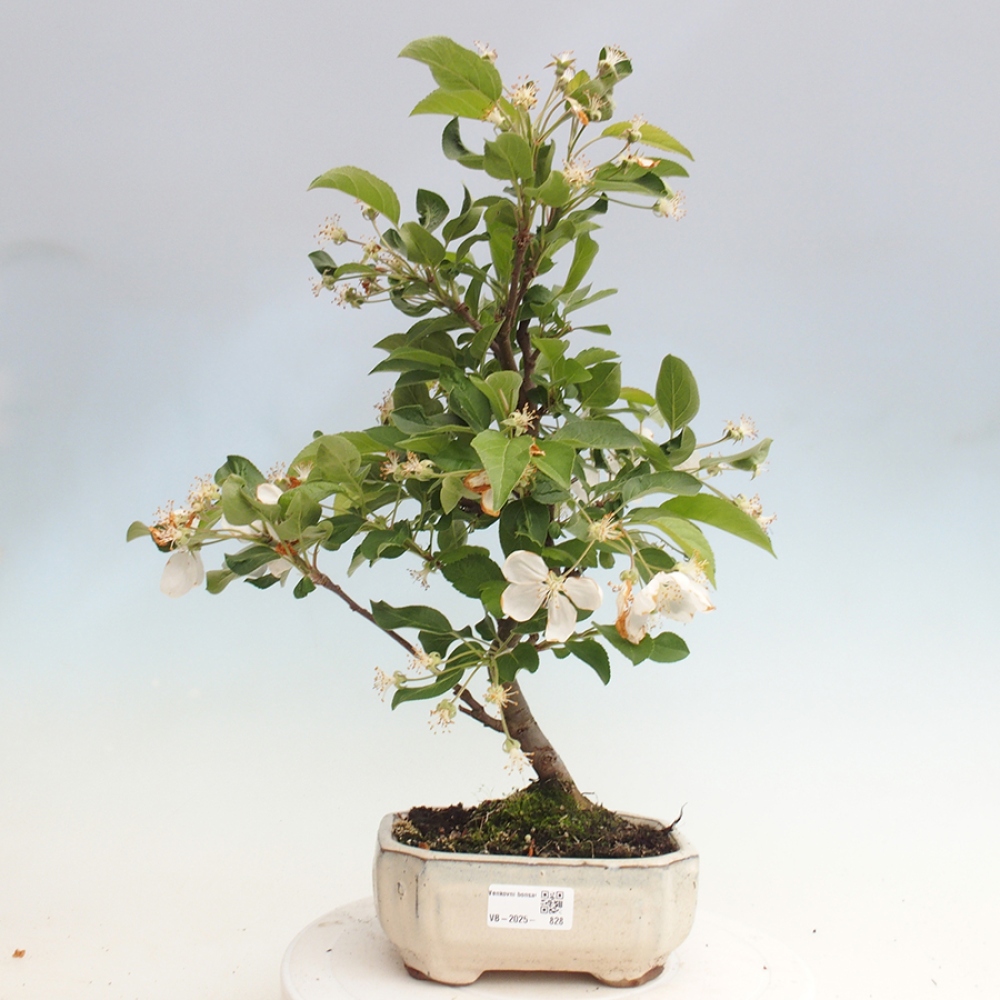 Venkovní bonsai -Malus halliana - Maloplodá jabloň