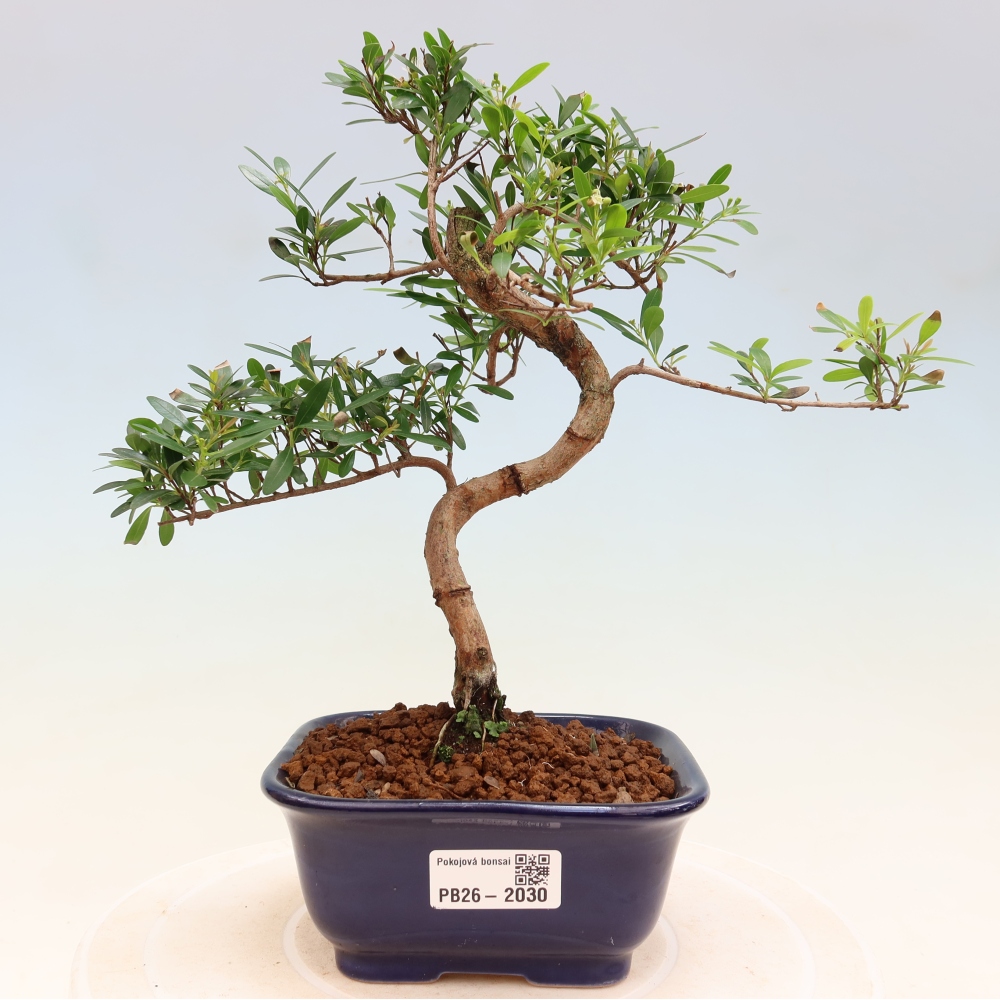 Pokojová bonsai - Syzygium - Pimentovník