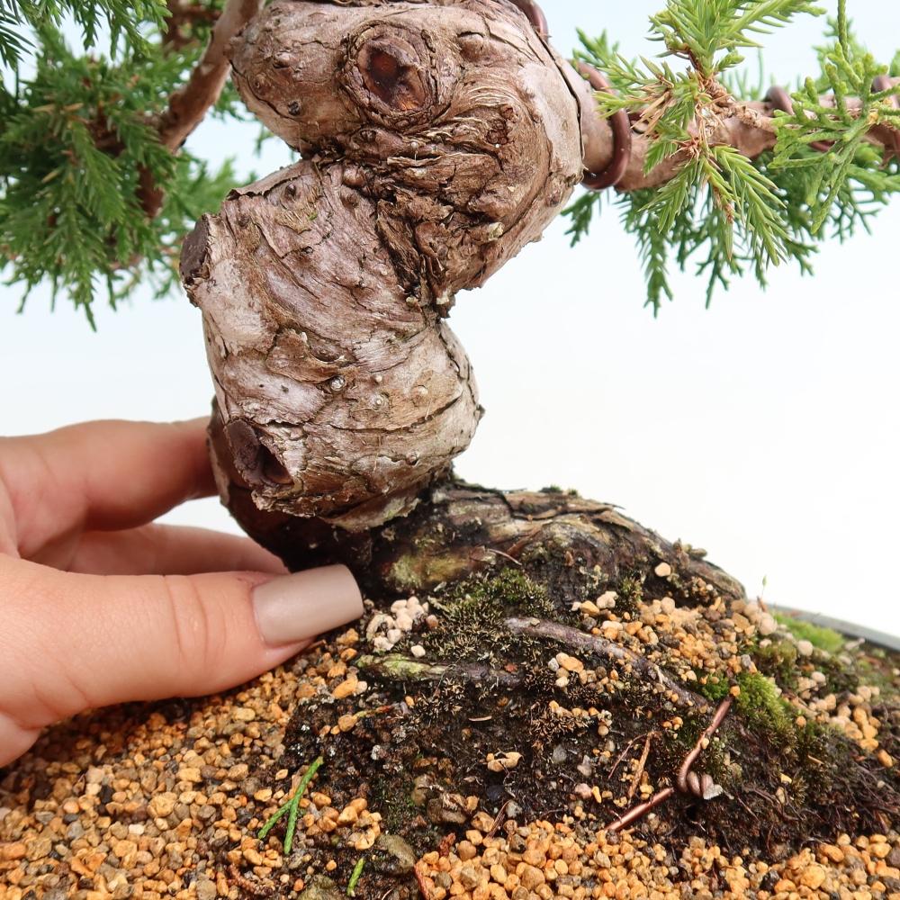 Venkovní bonsai - Juniperus chinensis Itoigawa-Jalovec čínský