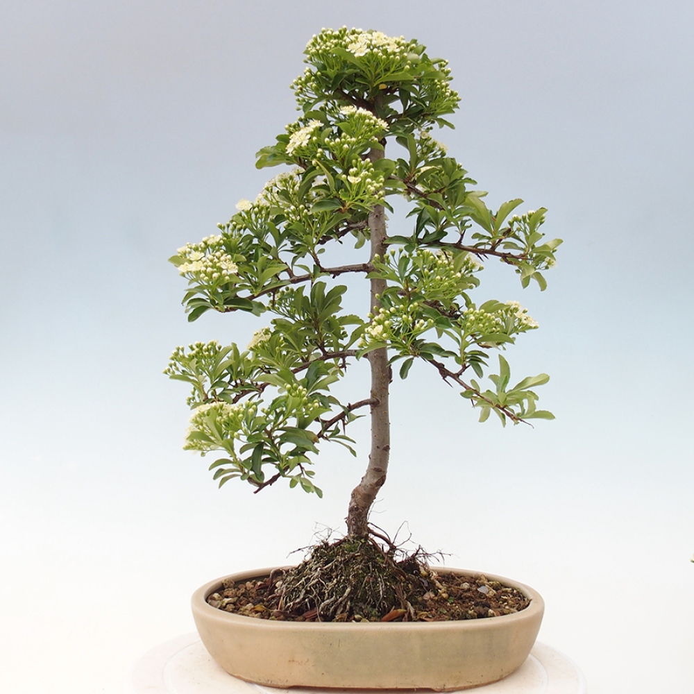 Venkovní bonsai-Pyracanta Teton -Hlohyně