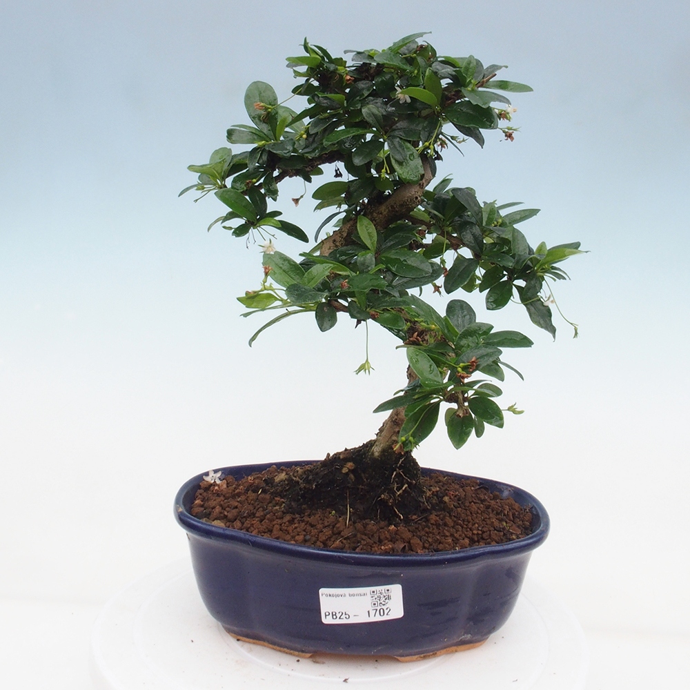 Pokojová bonsai - Carmona macrophylla - Čaj fuki