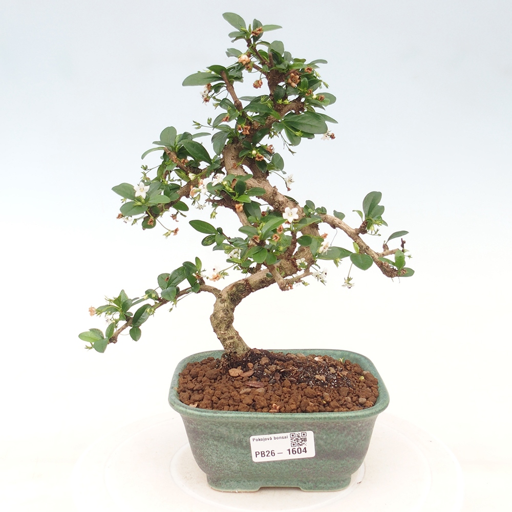 Pokojová bonsai - Carmona macrophylla - Čaj fuki