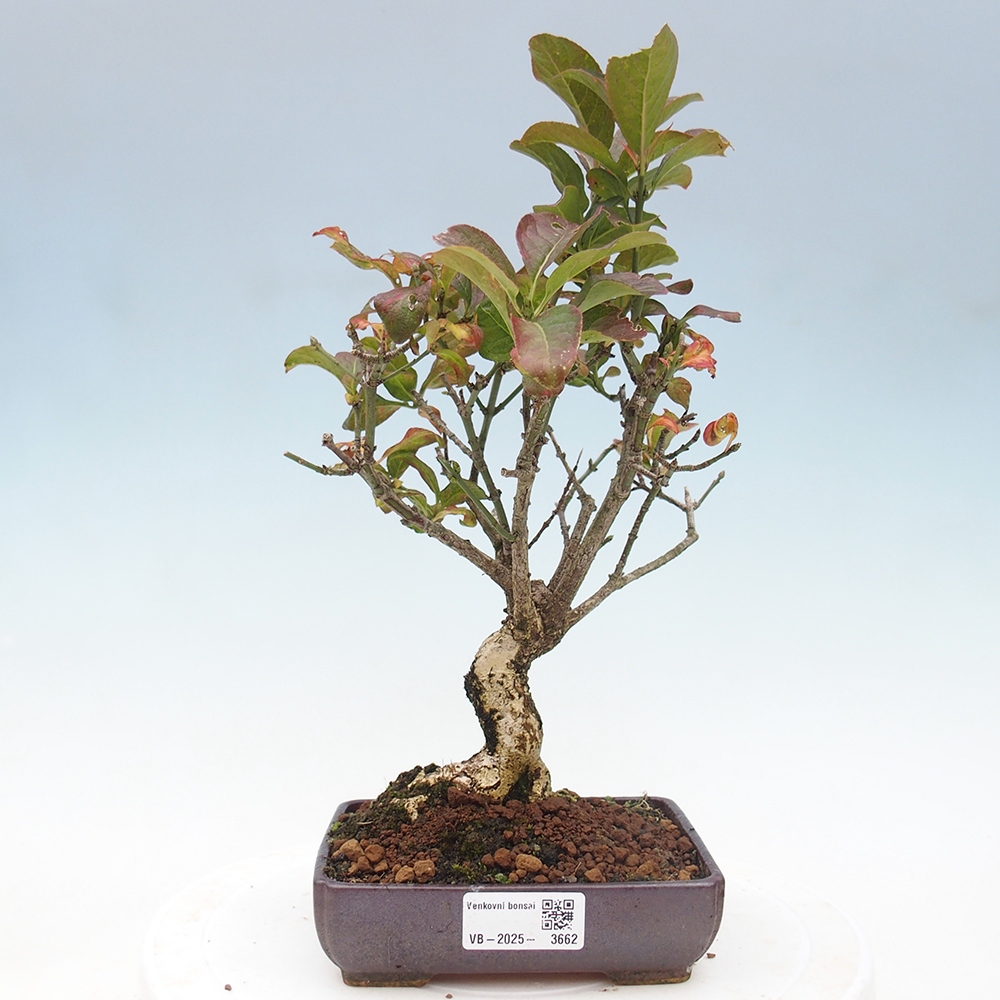 Venkovní bonsai- Brslen evropský - euonimus