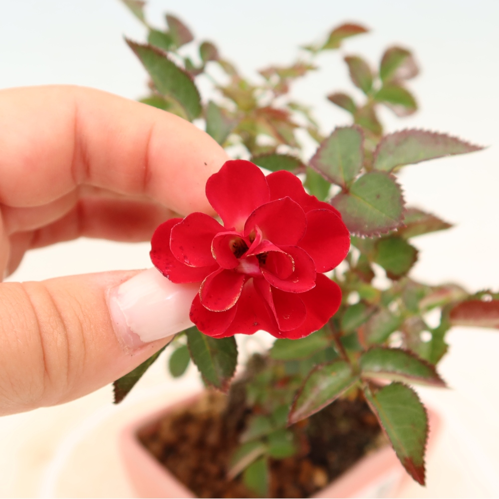 Venkovní bonsai - Rosa Kordes -  růže