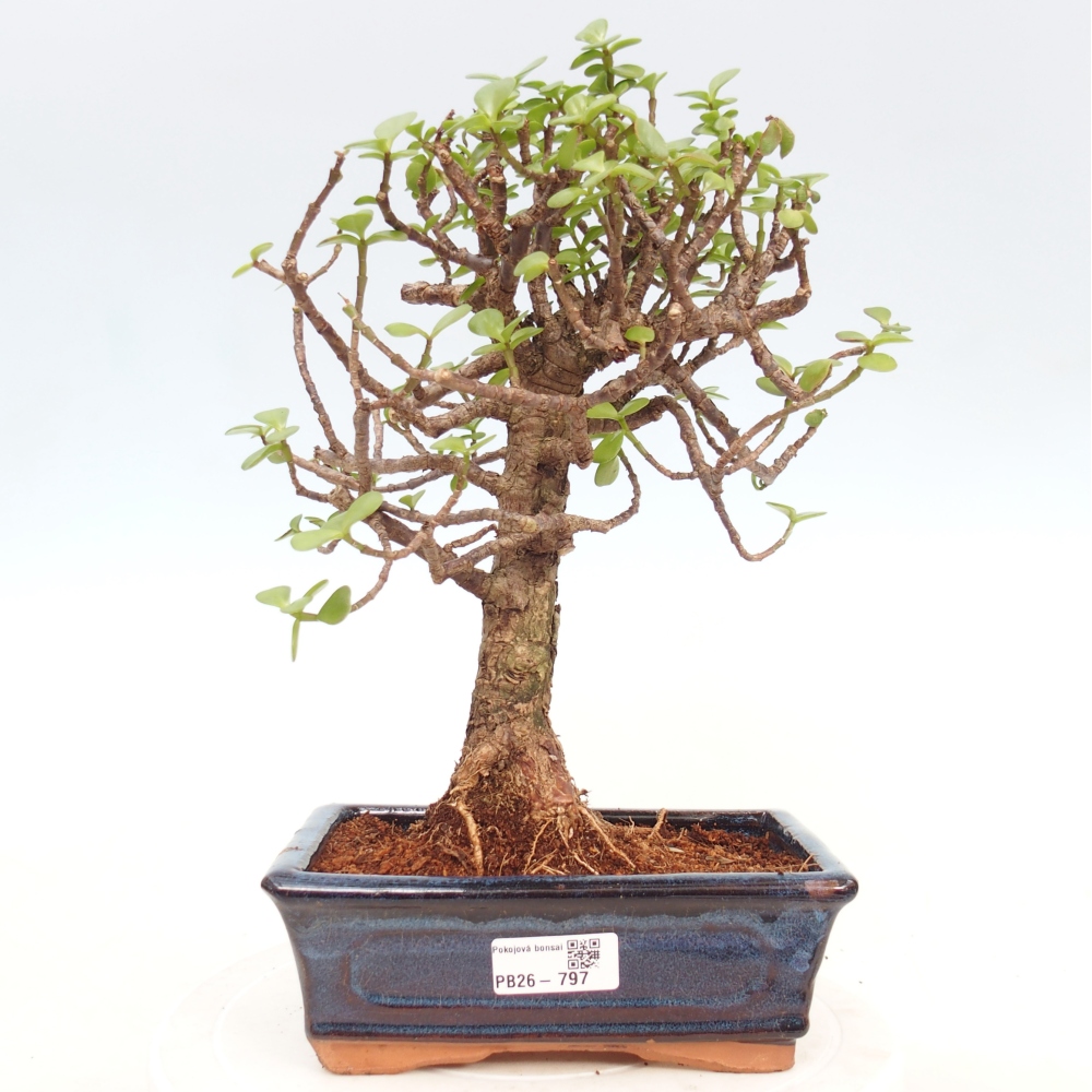Pokojová bonsai - Portulakaria Afra - Tlustice