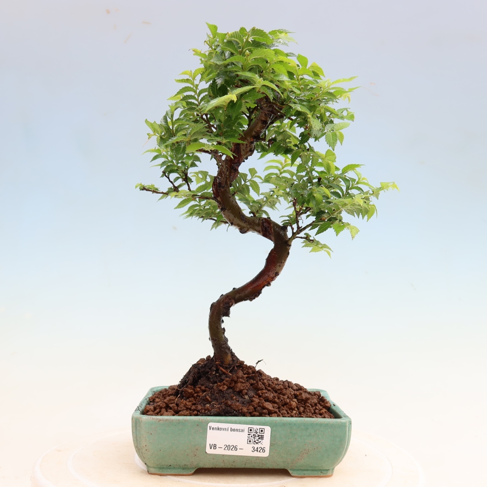Venkovní bonsai - Ulmus Jacqueline Hillier - Jilm nádherný