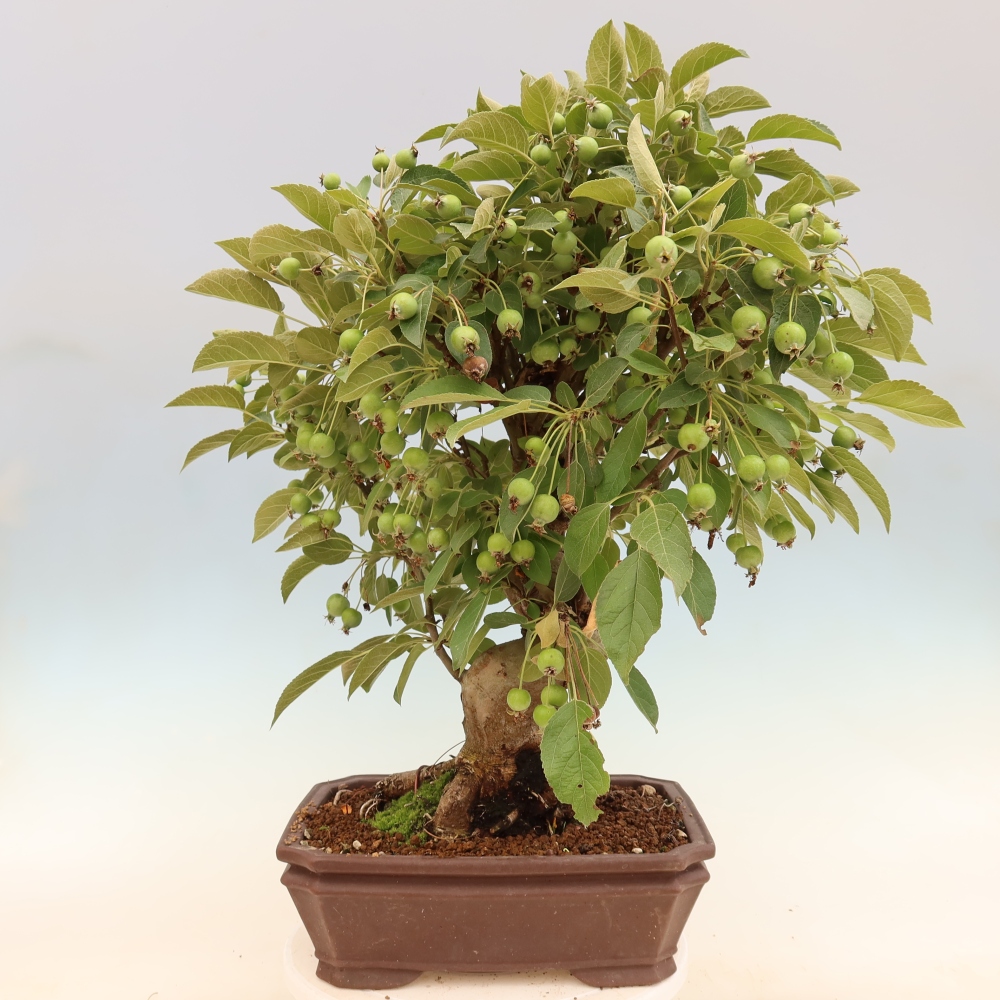 Venkovní bonsai -Malus halliana - Maloplodá jabloň