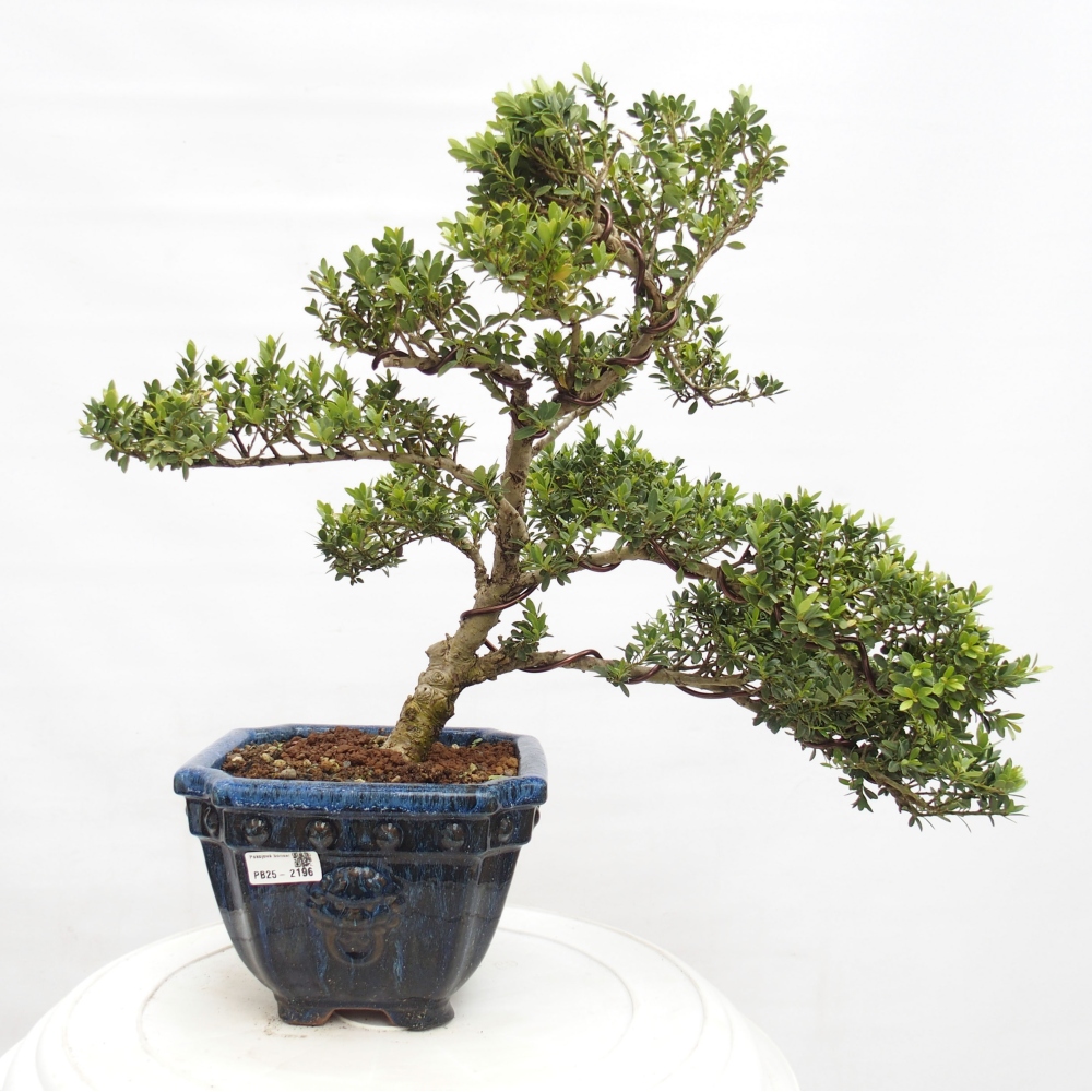 Pokojová bonsai - Ilex crenata - Cesmína