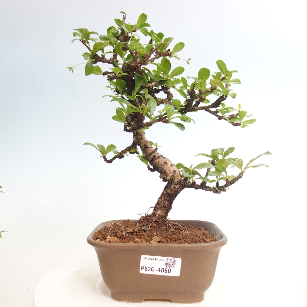 Pokojová bonsai - Carmona macrophylla - Čaj fuki