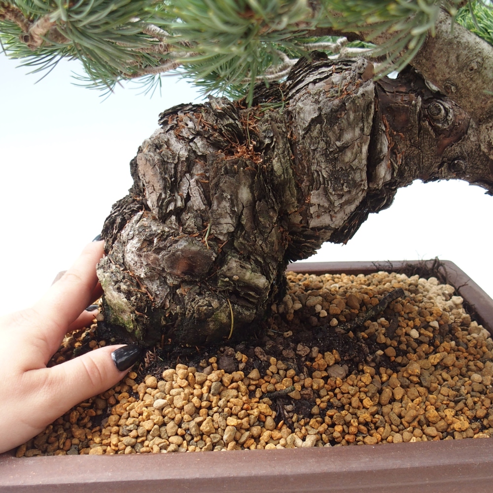 Venkovní bonsai - Pinus parviflora - Borovice drobnokvětá