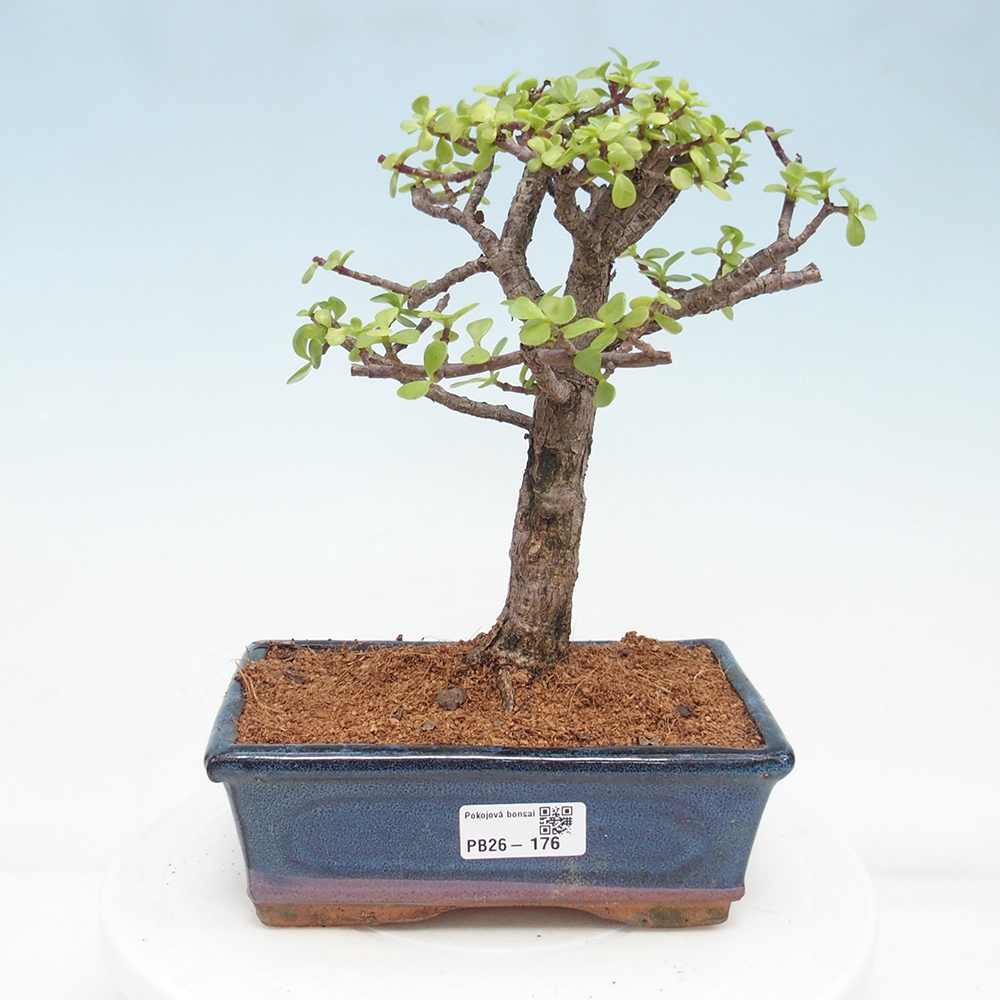 Pokojová bonsai - Portulakaria Afra - Tlustice