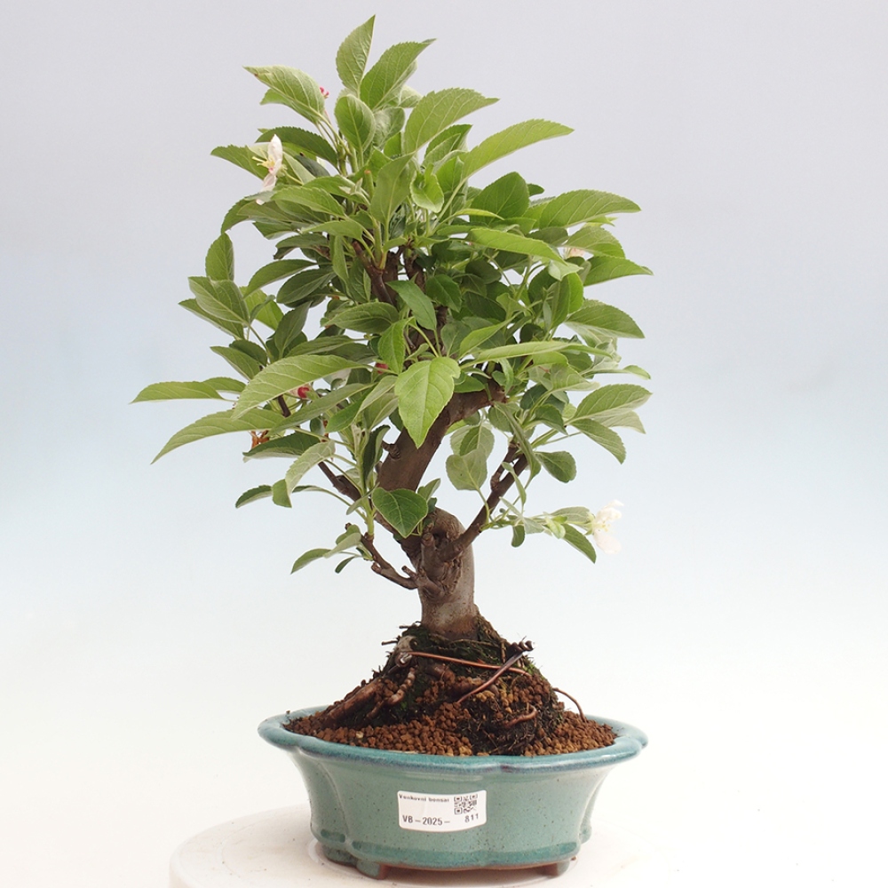 Venkovní bonsai -Malus halliana - Maloplodá jabloň
