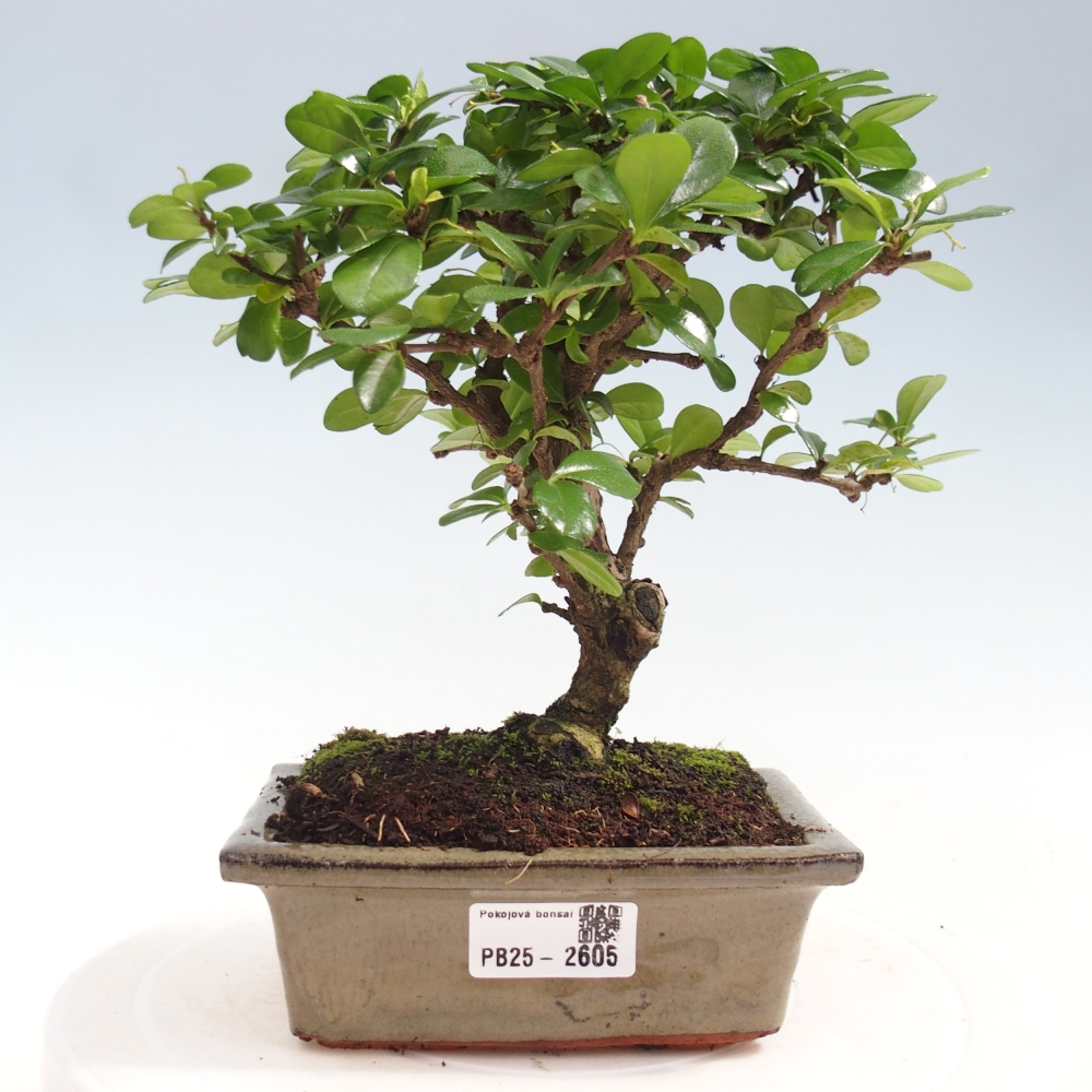 Pokojová bonsai - Carmona macrophylla - Čaj fuki