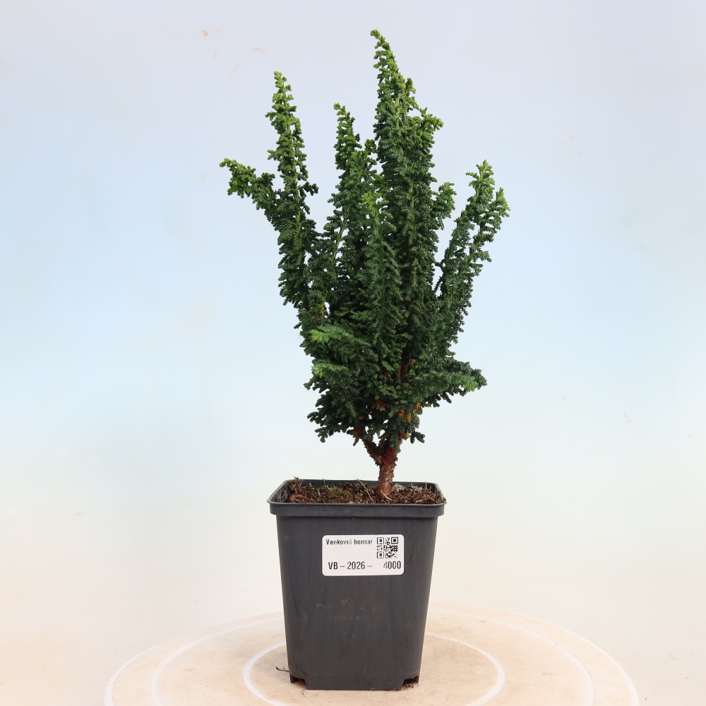 Venkovní bonsai - Cham. obtusa SEKKA HINOKI - Cypřišek